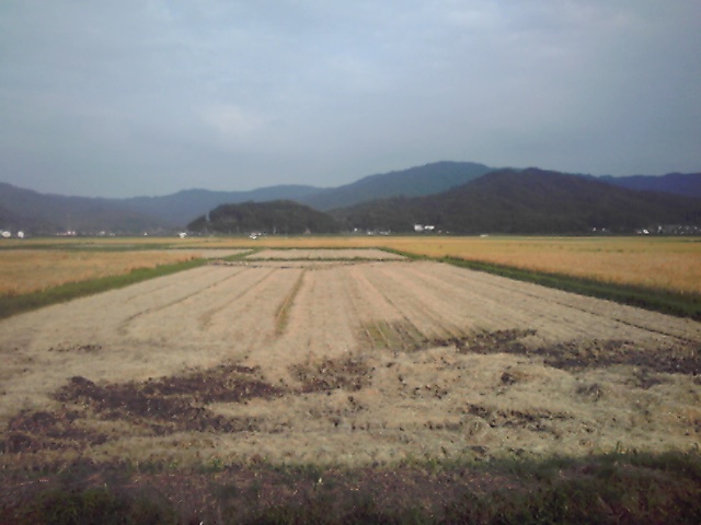 稲刈り02