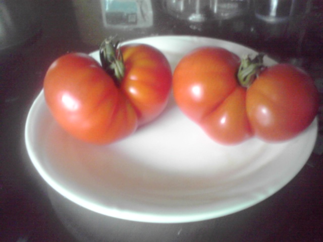 tomato5.jpg