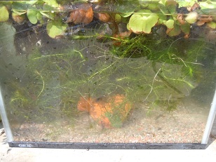 藻がいっぱい