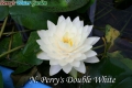 N.Perry's Double White