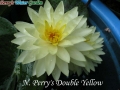 N.Perry's Double Yellow