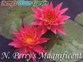 N. Perry's Magnificent