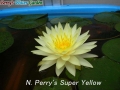 N.Perry's Super Yellow