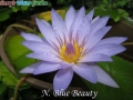 N.Blue Beauty
