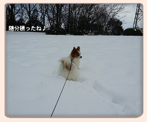 雪の上歩くの楽しいんだぁ～