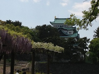 名古屋城と藤