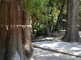 本興寺　杉の木