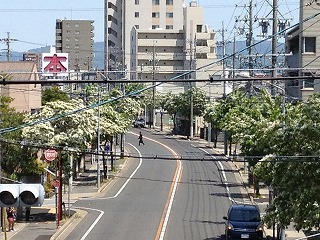 瀬戸街道ヒトツバタゴ
