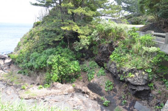 貞享噴火の溶岩流がここにも...長根岬扇状地の端