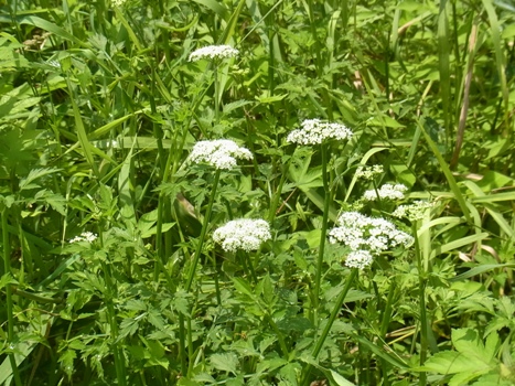 セリ 春の七草 夏の白い花 きれぎれの風彩 ふうさい
