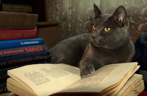 本を読む猫たち