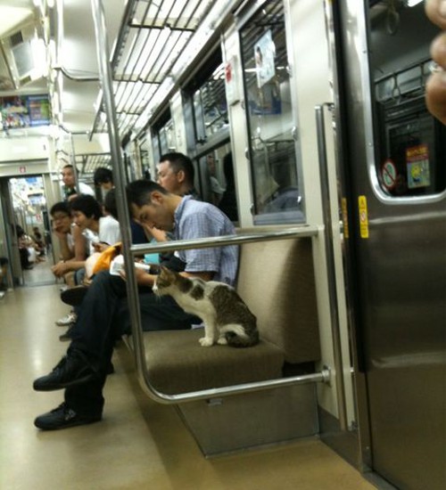 電車に乗る猫