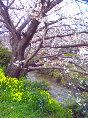 桜2.