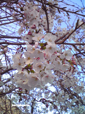 桜4.