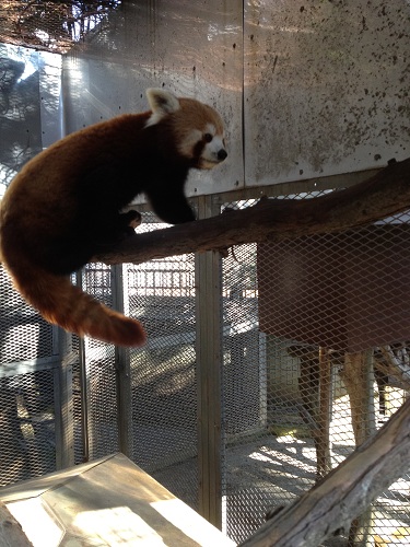 唯一 ニシ て 日本 いる は を 動物園 レッサーパンダ 飼育 で し