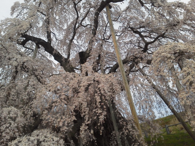 滝桜4