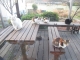 朝ごはんを待つ猫たち