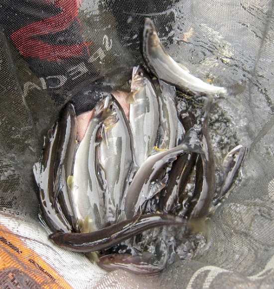 奥津江のアユ釣り解禁！17～21cmが混じるも全体的には渋く（一）｜津江 