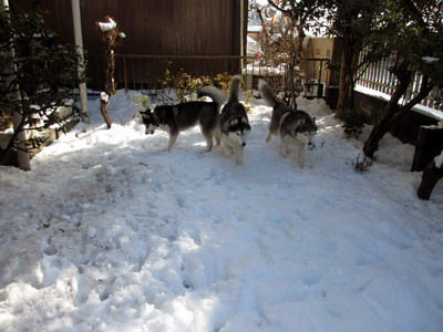 お庭で雪遊び