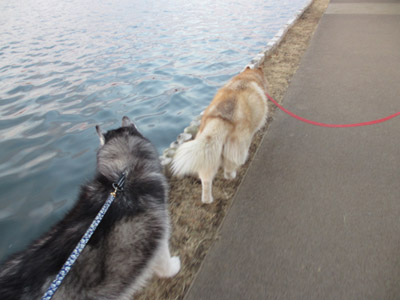 リリーちゃんと千波湖散歩