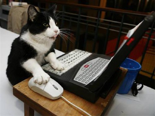 パソコンを使う猫