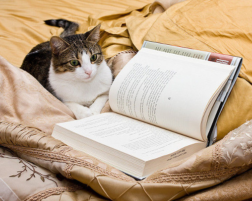 本を読む猫たち