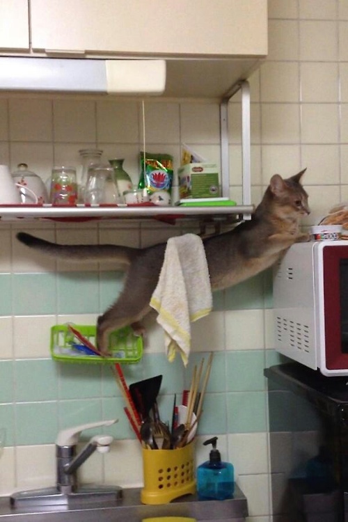 キッチンで絶体絶命の猫