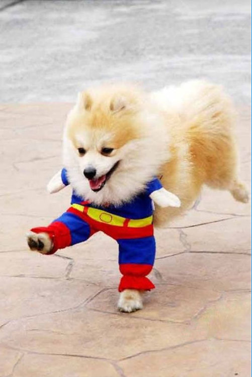 犬のスーパーマンコスプレ