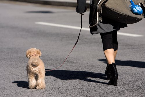 イタリアでは犬を1日3回散歩させないと罰金をとられる