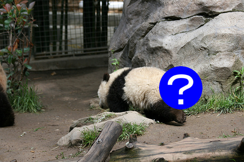 パンダのしっぽって白？それとも黒？
