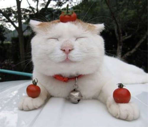 トマトのせいで身動きがとれない猫