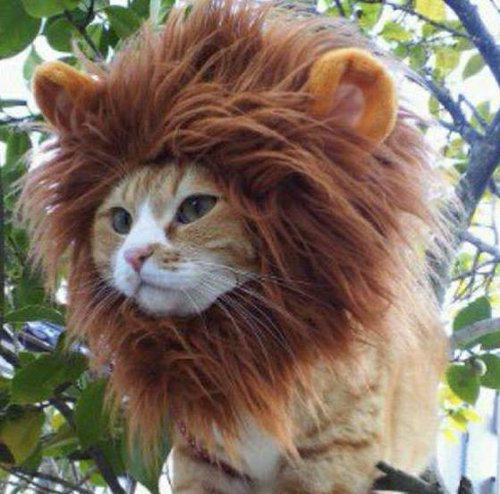 気分は王様！ライオンになりきった猫