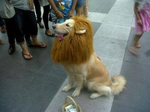 気分は王様！ライオンになりきった犬