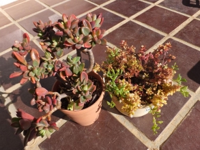 左側：パキベリア ・レズリー(Pachyveria Lesliei)。右側：セネシオ ペレグリヌス（七宝樹x緑の鈴）、クラッスラ・ボルケンシー、クラッスラ・ブロウメアナ～みな寒さに弱いチーム♪霜柱が降りた２日間花台の上でなん