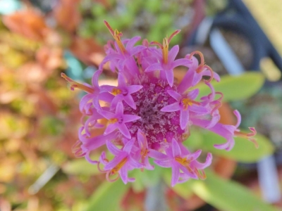セネシオ・センペルビブス（Senecio sempervivus)塊根性セネシオ～薄紫色の淡いお花が咲きました♪2014.11.23