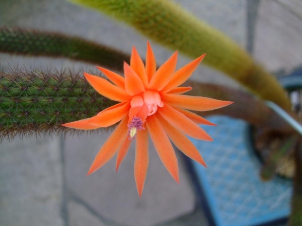黄金紐（黄金柱） クレイストカクタス　ウインテリ（Cleistocactus winteri）～オレンジの美しいお花が咲きました（＾◇＾）2013.12.01