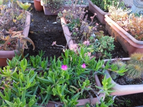 地植え部分の花壇、プランター植えのカルボスローツス、ピンクの花芽を上げながら霜被害なく多肉質の葉も元気です♪2014.12.15