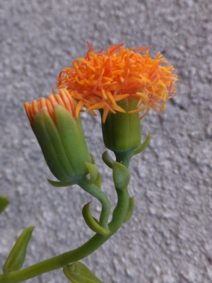 セネシオ　バリー（Senecio ballyi)～オレンジ色のアザミの様なお花が咲きました♪2014.11.05