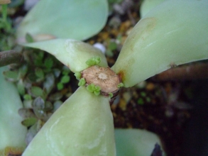 グリーノビア　オーレア　玉姫椿（たまひめつばき）（Greenovia aurea） 胴切りしたら・・・一応出てきました。子芽（＾－＾）育てた～い！2013.12.07