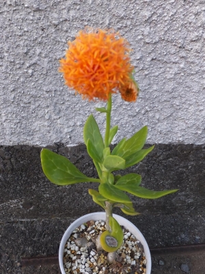 セネシオ　バリー（Senecio ballyi)～オレンジ色のアザミの様なお花が咲きました♪2014.11.05
