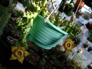 オルベア　ナマクエンシス （Orbea namaquensis）＝黄金牛角、水やりほとんどしていませんが１２月に入っても開花中♪春も秋も冬も咲いています（＾－＾）2013.12.05