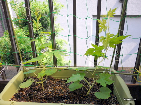 白ゴーヤ栽培10日目 摘心が必要な理由とタイミング 家庭菜園